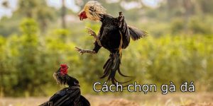 Cách Chọn Gà Đá