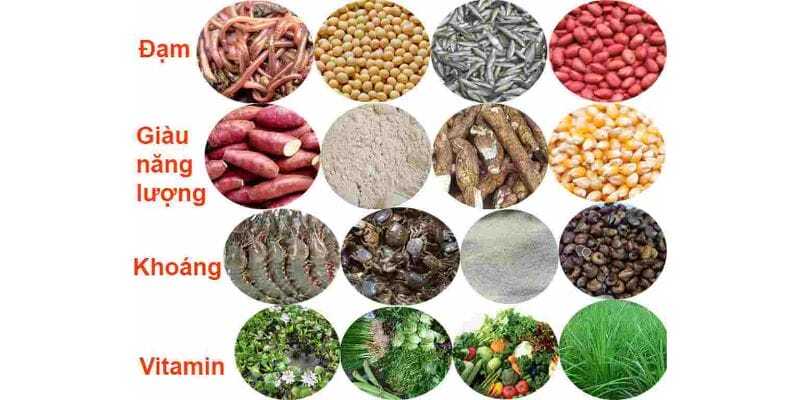 Chăm sóc dinh dưỡng, gà đá phát triển vững mạnh