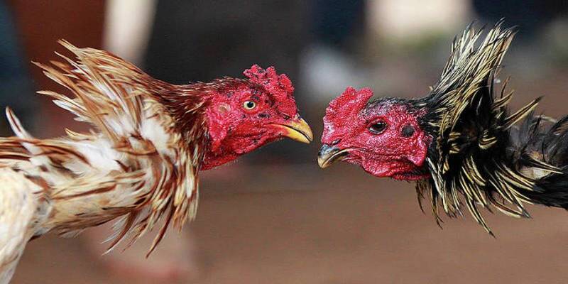Quản lý và huấn luyện: Bí quyết nuôi gà mạnh mẽ