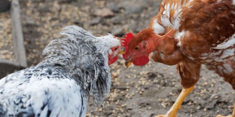 Cách phân biệt màu mạng đá gà
