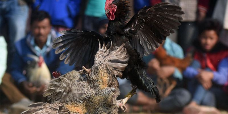 Chiến lược chiến đấu với gà đá đòn độc