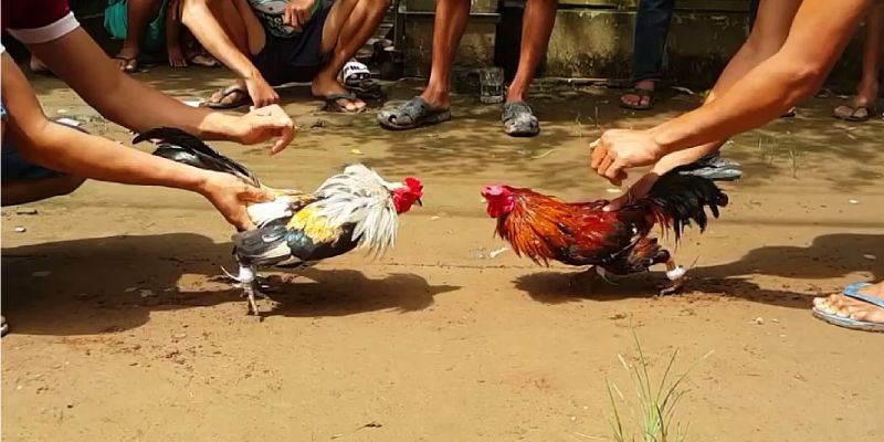 Đá Gà Cựa Sắt