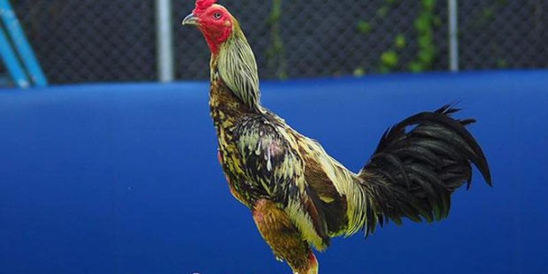 Huấn luyện như nào?