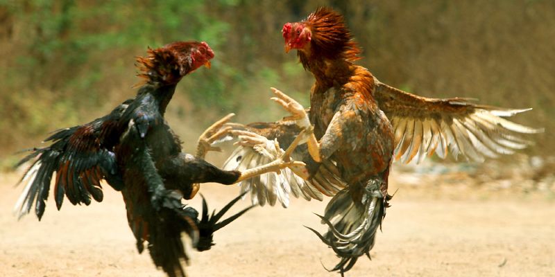 Khái quát đá gà cựa dao