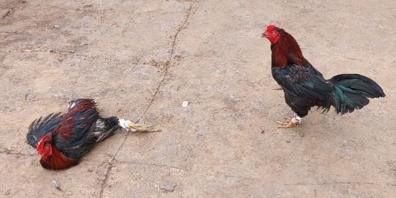 Màu mạng đá gà là gì?