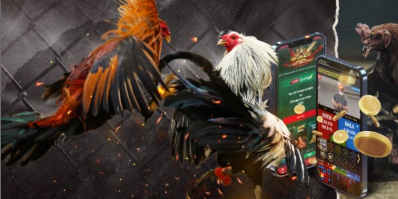 Tổng quan đá gà Campuchia