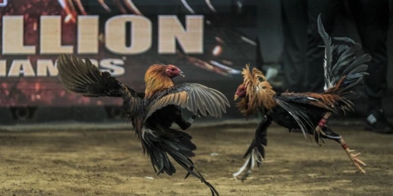Triệu chứng trúng gió