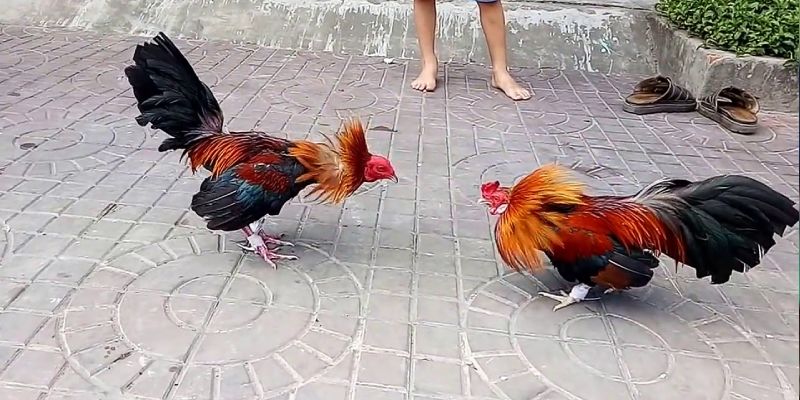 Ưu điểm đá gà Campuchia