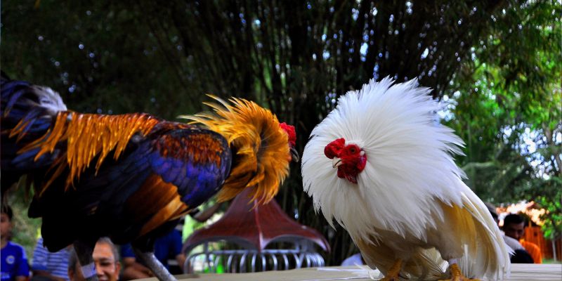Ưu điểm đá gà cựa dao